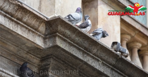Grupo de palomas en percha en cornisa de edificio antiguo .