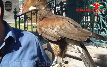 Hombre sosteniendo halcón para cetrería, control de palomas y plagas, sobre guante profesional de piel.